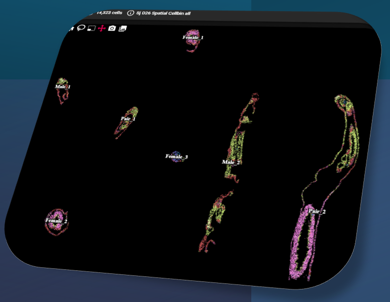Sj adult single-cell spatial data