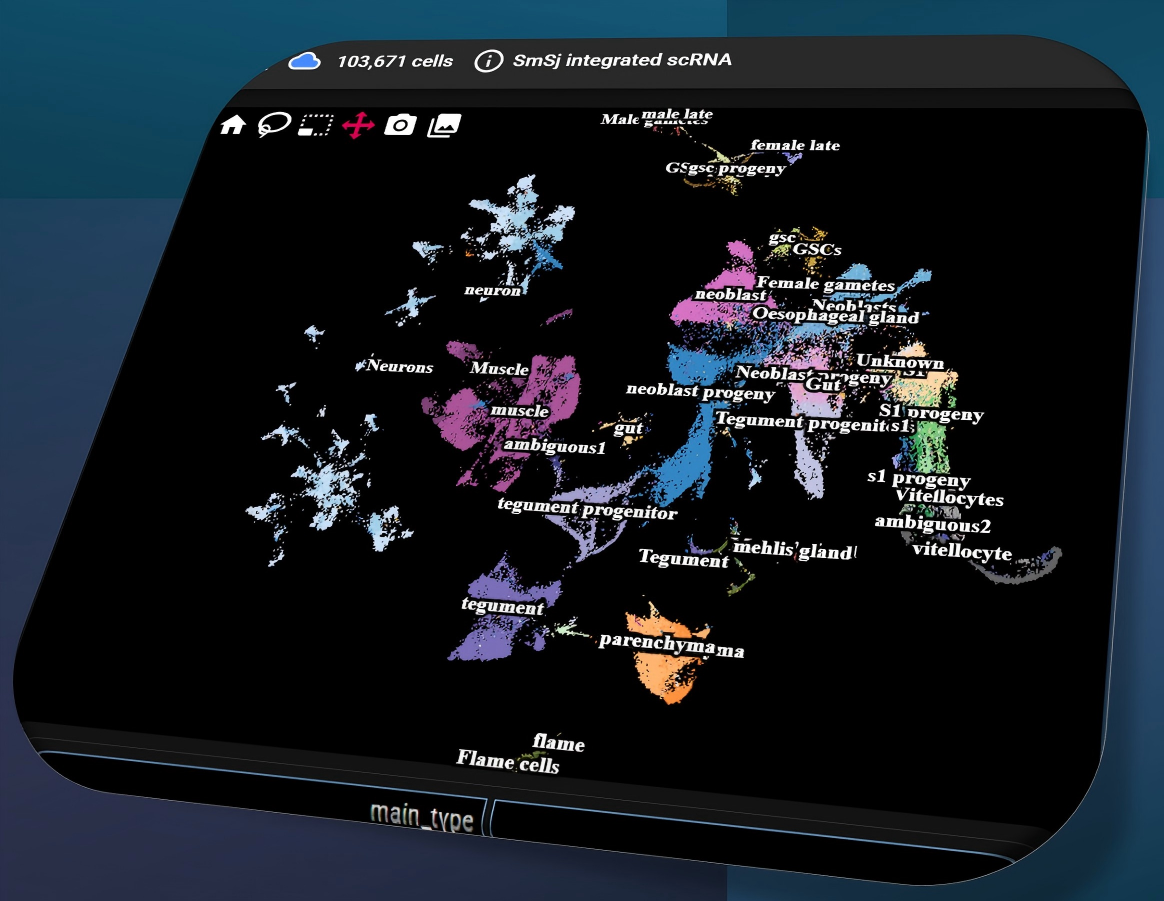Sm-Sj integrated scRNA-seq